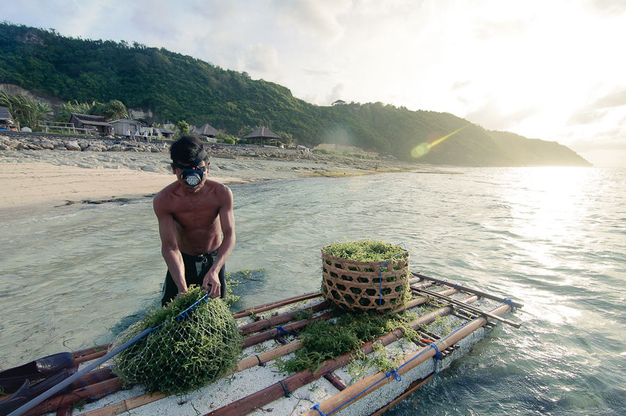 morning harvest at kutuh village